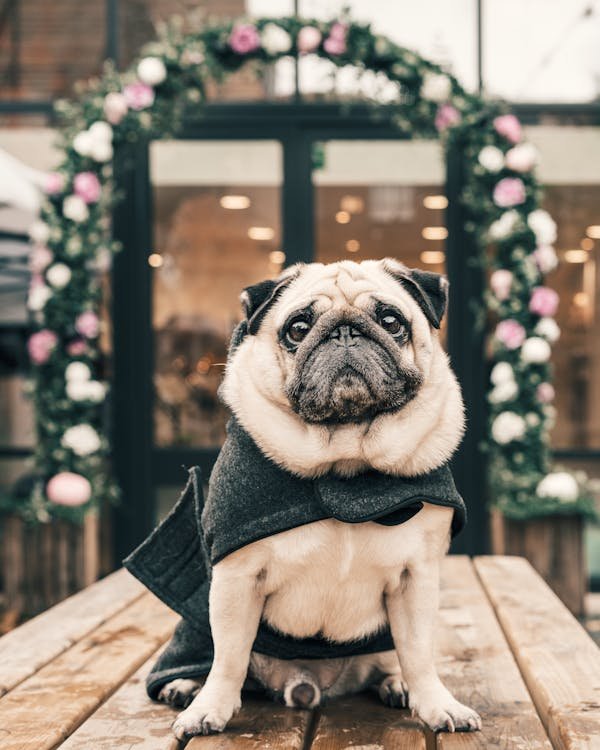 Comment prendre soin d'un chien bourrelet en toute simplicité