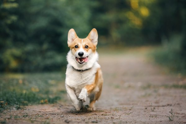 Elevage welsh corgi pembroke : clés pour un compagnon idéal