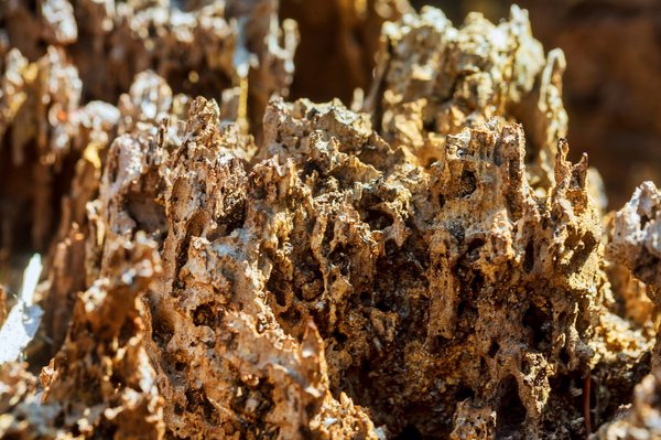 Les secrets du rot qui sent l'œuf pourri dévoilés !